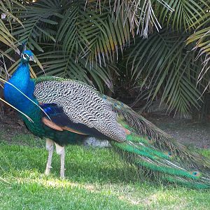 Indian Peacock