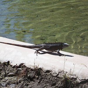 Cool Iguana