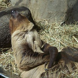 Two Toed Sloth