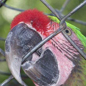 Green Macaw