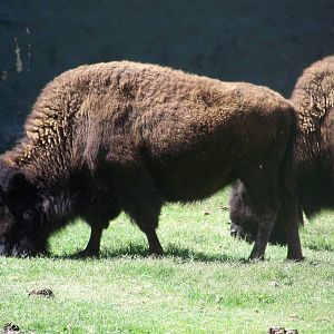 American Bison