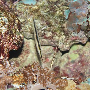 Coral Shrimpfish