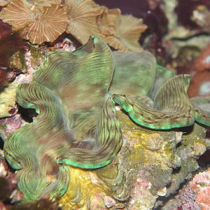 Giant Clam