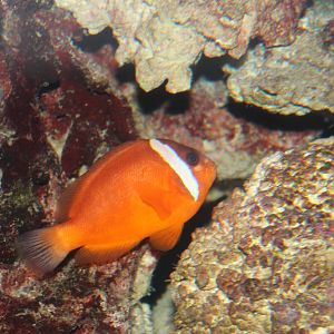 Clownfish