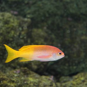 Anthias