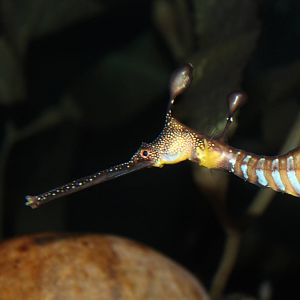 Weedy Sea Dragon