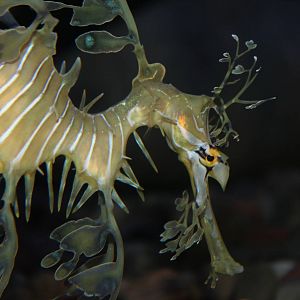 Leafy Sea Dragon