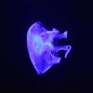 Moon Jellyfish