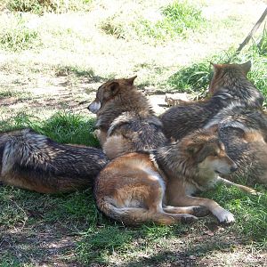 Mexican Wolf