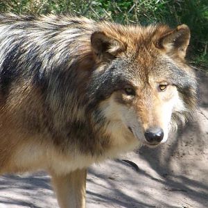 Mexican Wolf