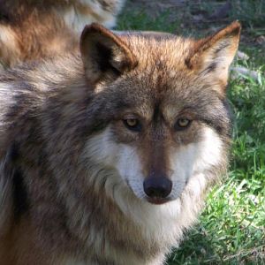 Mexican Wolf