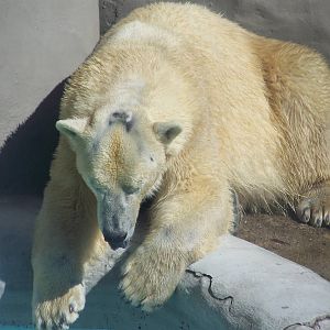 Polar Bear