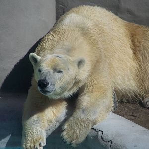 Polar Bear