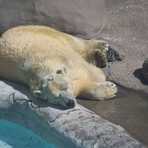 Polar Bear
