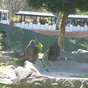 Gorillas