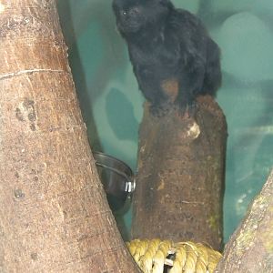 Goeldi's Monkey