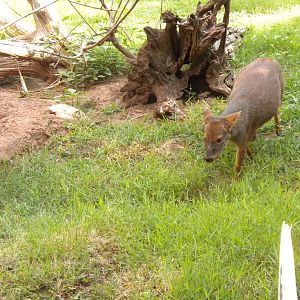Southern Pudu