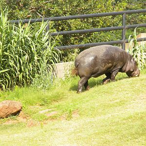 Pygmy Hippo