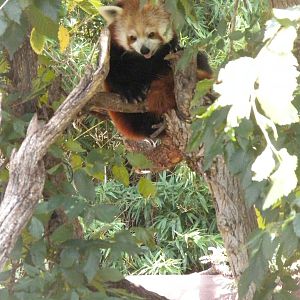 Red Panda
