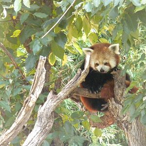 Red Panda