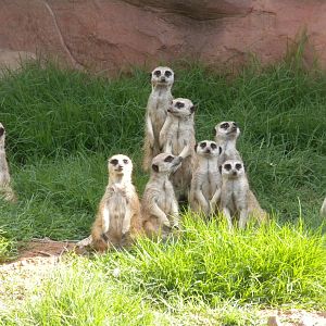 Meerkats