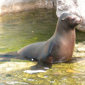 California Sea Lion