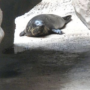Harbor Seal
