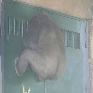Gorilla