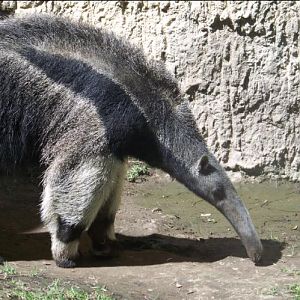 Giant Anteater