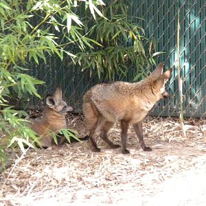 Bat-Eared Fox