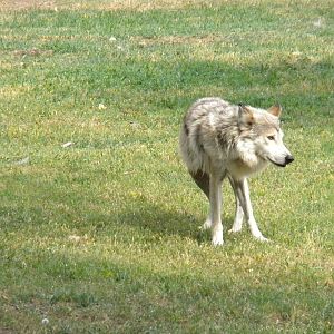 Mexican Gray Wolf