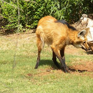Maned Wolf