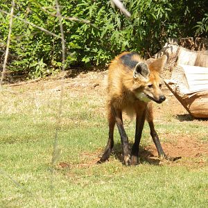 Maned Wolf