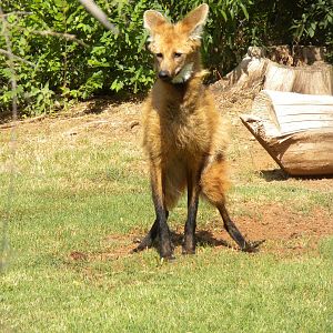 Maned Wolf