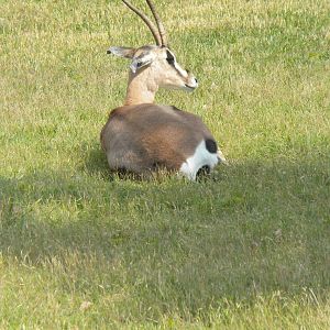 Grant's Gazelle