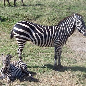 Zebras