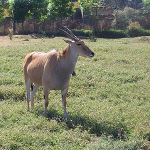 Eland