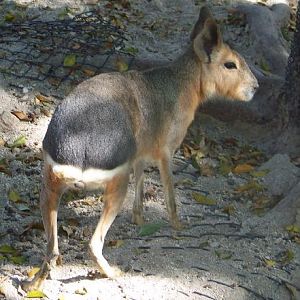 Patagonian Hare