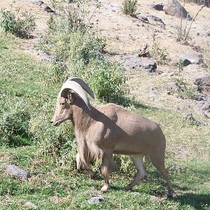 Barbary Sheep