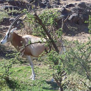 Scimitar Oryx