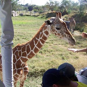 Giraffe