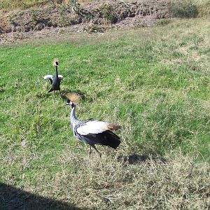 Crowned Cranes
