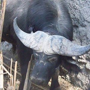 Cape Buffalo
