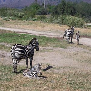 More Zebras