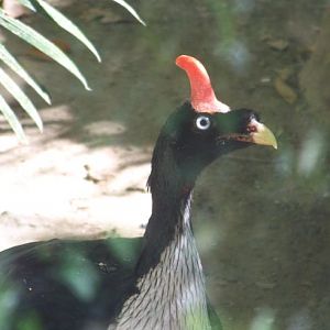 Horned Guan