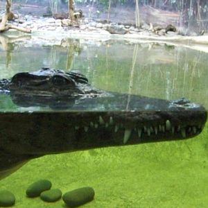 Nile Crocodile