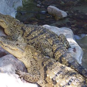 Mexican Crocodiles
