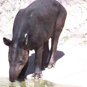 Tapir