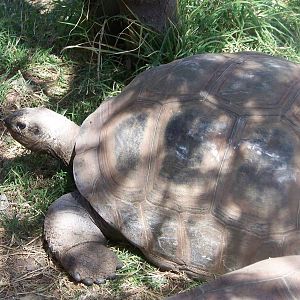 Aldabra Giant Tortoise