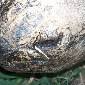 Aldabra Giant Tortoise